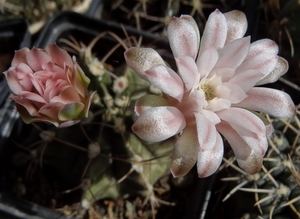 DSC06365Gymnocalycium friedrichii