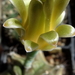 DSC06366Gymnocalycium mihanovichii STO 1212