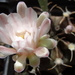 DSC06367Gymnocalycium friedrichii