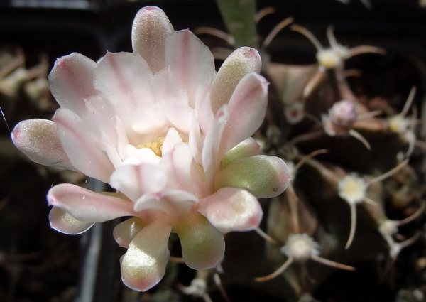 DSC06367Gymnocalycium friedrichii