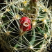 DSC06368Thelocactus setispinus var. setaceus