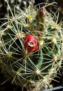 DSC06368Thelocactus setispinus var. setaceus