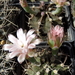 DSC06369Gymnocalycium friedrichii