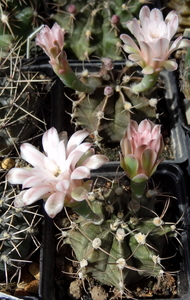 DSC06369Gymnocalycium friedrichii