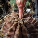 DSC06370Gymnocalycium mihanovichii