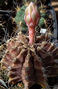 DSC06370Gymnocalycium mihanovichii