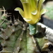 DSC06371Gymnocalycium mihanovichii STO 1212