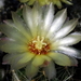 DSC06399Thelocactus setispinus var. setaceus