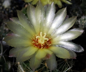 DSC06399Thelocactus setispinus var. setaceus