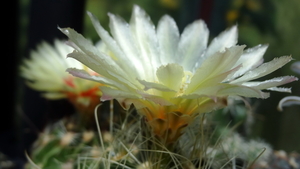 DSC06400Thelocactus setispinus var. setaceus