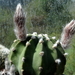 DSC06404Echinopsis subdenudata