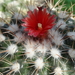 DSC06406Parodia stuemeri ssp. tilcarensis