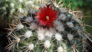 DSC06406Parodia stuemeri ssp. tilcarensis