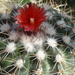 DSC06407Parodia stuemeri ssp. tilcarensis