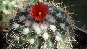 DSC06407Parodia stuemeri ssp. tilcarensis