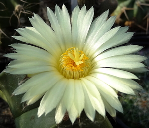 DSC06472Astrophytum myriostigma f. nudum