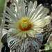 DSC06471Astrophytum asterias 'Superkabuto'