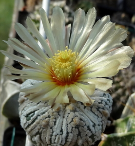 DSC06471Astrophytum asterias 'Superkabuto'