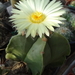 DSC06473Astrophytum myriostigma f. nudum