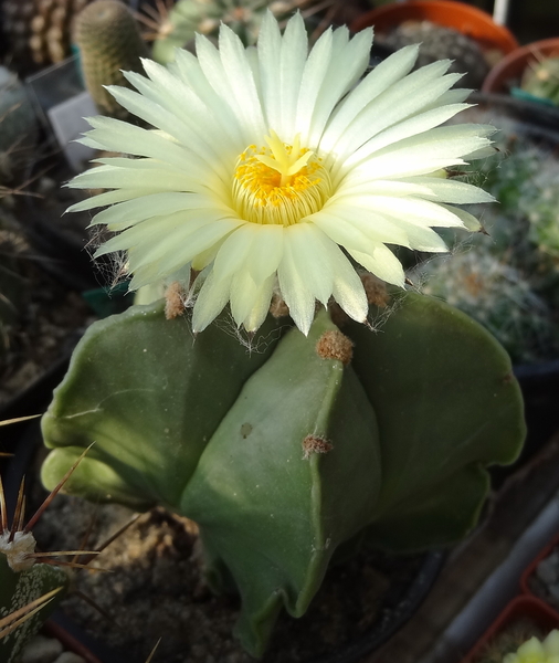 DSC06473Astrophytum myriostigma f. nudum