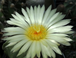 DSC06556Astrophytum myriostigma f. nudum