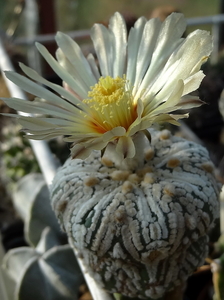 DSC06474Astrophytum asterias 'Superkabuto'