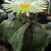 DSC06557Astrophytum myriostigma f. nudum