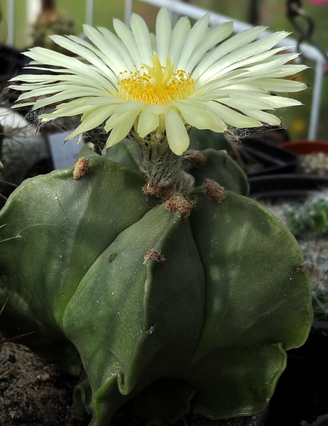 DSC06557Astrophytum myriostigma f. nudum