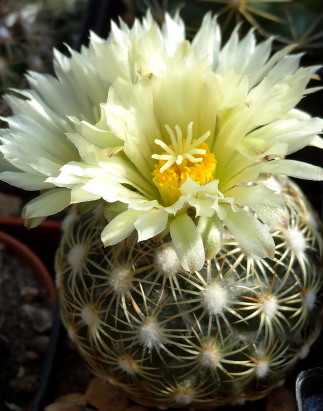 DSC06464Coryphantha sp. RS 1054