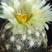 DSC06463Coryphantha sp. RS 1054