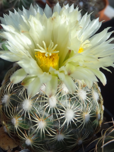 DSC06463Coryphantha sp. RS 1054