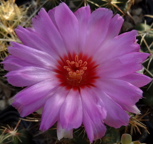 DSC06469Thelocactus bicolor