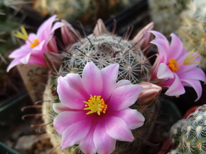 DSC06476Mammillaria grahamii v. oliviae SB1874