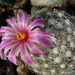 DSC06477Mammillaria boolii