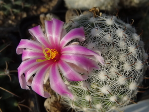 DSC06477Mammillaria boolii