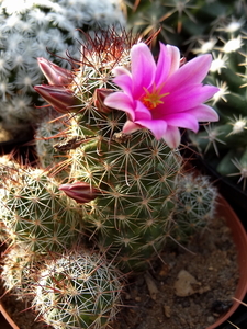 DSC06479Mammillaria mazatlanensis