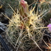 DSC06480Thelocactus bicolor v. bolaensis