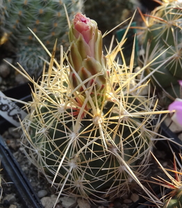 DSC06480Thelocactus bicolor v. bolaensis