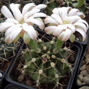 DSC06482Gymnocalycium friedrichii v. moserianum