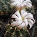 DSC06483Gymnocalycium friedrichii v. moserianum