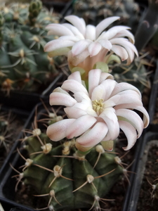 DSC06483Gymnocalycium friedrichii v. moserianum