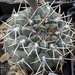 DSC06485Gymnocalycium kieslingii