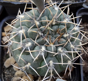 DSC06485Gymnocalycium kieslingii