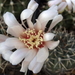 DSC06486Gymnocalycium kieslingii