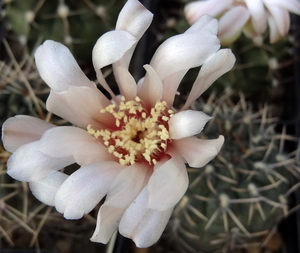 DSC06486Gymnocalycium kieslingii