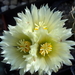 DSC06487Coryphantha sp. RS 1054