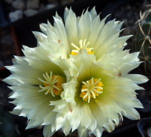 DSC06487Coryphantha sp. RS 1054