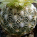 DSC06489Coryphantha sp. RS 1054