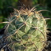 DSC06510Coryphantha longicornis