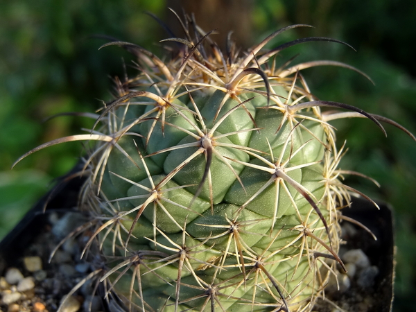 DSC06510Coryphantha longicornis